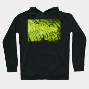 fern Hoodie